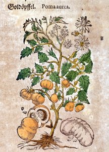 tomaatti. Kaiverrus - "" Kreutterbuch Dess erittäin oppinut ja tunnettu Mr. D. Petri Andreae Matthioli"" Pietro Andrea Mattioli (Matthiole) (1500-1577). Frankfurt