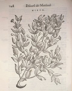 True Myrtle (Myrtus communis), kaiverrus Pier Andrea Mattioli