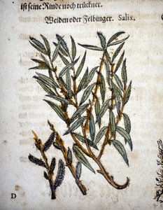 Willow Branch - "" Herbarium mattiolissa"" tekijältä Pietro Andrea Mattioli