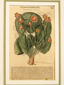 Keltainen lumpeen (Nymphaea lutea), värillinen kaiverrus tekijältä Pietro Andrea Mattioli