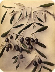 Oliivit, 1870-luku (valkopainokuva) tekijältä Pietro Guidi
