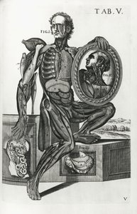 Levy V julkaisusta "The Anatomical Tables" tekijältä Pietro da Cortona