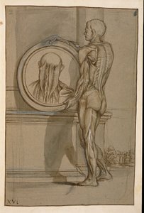 Ms Hunter 653 levy XVI, anatominen piirustus, n. 1610 (kynä ja liitu paperille) tekijältä Pietro da Cortona