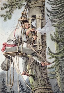 Puolan Podlaskien maakunnan talonpoika keräämässä hunajaa, 1800-luvun alku (värilitro) tekijältä Polish School
