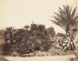 Pincian Garden, Rooma, 1853-56. tekijältä Possibly by Jane Martha St. John.