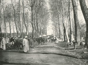 Arabien messut ja markkinat, Boufarik, Algeria, 1895.