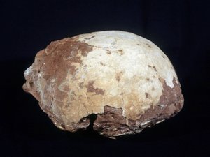 Hypselosaurus Priscus:n kananmuna: Provencesta löydetty myöhäisliitukauden (-65 miljoonaa vuotta) suuri dinosaurus (noin 12 m) kasvinsyöjä. Aix en Provencen luonnonhistoriallinen museo. tekijältä Prehistoric Prehistoric