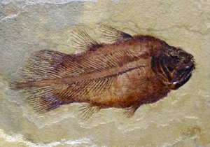 Hiilipitoisen coelakantin fossiilinen jalanjälki (objekti) tekijältä Prehistoric Prehistoric