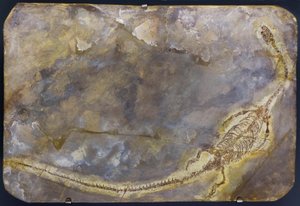 Hyphalosaurus lingyuanensis -fossiili (tuote) tekijältä Prehistoric Prehistoric