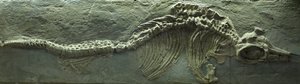 Ichthyosaurus Fossiili, Jurakauden (Lias) kausi. tekijältä Prehistoric Prehistoric