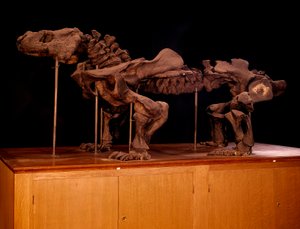 Esihistoria; dinosaurukset: ikthyosauruksen luuranko. Pariisi, luonnonhistoriallinen museo tekijältä Prehistoric Prehistoric