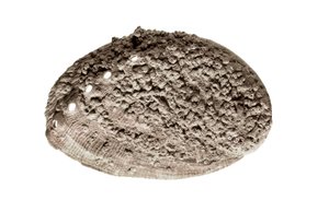 Esihistoriallinen taide: simpukkafossiili. Barcelonan La Rieran luolasta (kuva) tekijältä Prehistoric Prehistoric