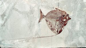 Esihistoria: Mene Rhombea -kalafossiili Bolca-vuoren paikalta (Italia). Eoseenikausi. Museo Civico di Storia Naturale, Milano tekijältä Prehistoric Prehistoric