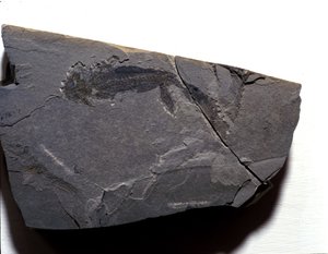 Esihistoria: Permikausi, paleotsoinen aikakausi. Branchiosaurus (Brahiopode) -fossiili. Etsi Rotliegenista Saksasta tekijältä Prehistoric Prehistoric