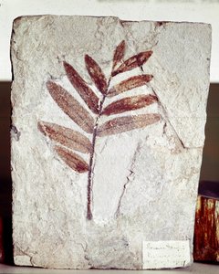 Esihistoria: haarafossiili kalkkikivessä Bolca-vuoren paikalta (Italia). Eoseenikausi. Museo Civico di Storia Naturale, Milano tekijältä Prehistoric Prehistoric