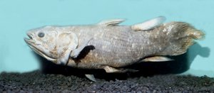 Esihistoria: kopio coelacanthe empaillesta (Latimeria chalumnae). tekijältä Prehistoric Prehistoric