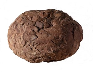 Esihistoria: Provencesta löydetty dinosauruksen muna. Mesozoinen aikakausi, jurakausi. tekijältä Prehistoric Prehistoric