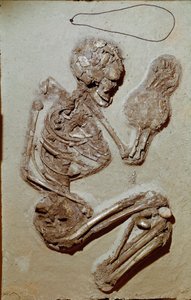 Esihistoria: naisen luuranko ylemmästä neoliittista. Chiozzan kulttuuri. 2900-2700 eaa. Reggio Emilia, kansalaismuseot, Chierici-museo, Italia tekijältä Prehistoric Prehistoric