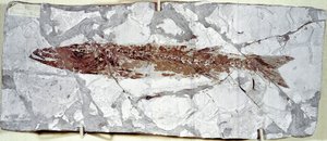 Esihistoria: kalafossiili Sphyraena Bolcensis Bolca-vuoren paikalta (Italia). Eoseenikausi. Civic Natural History Museum, Milano tekijältä Prehistoric Prehistoric