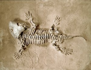 Esihistoria: Seymouria Biolorensis sammakkomatelijan fossiilit Texasista Yhdysvalloista. Permikausi. Civic Natural History Museum, Milano tekijältä Prehistoric Prehistoric
