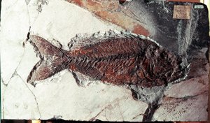 Esihistoria: Sparnodus Elongatus -kalan fossiilit Bolca-vuoren paikalta (Italia). Eoseenikausi. Museo Civico di Storia Naturale, Milano tekijältä Prehistoric Prehistoric