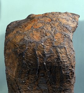 Esihistoria: Stromatoliitin (tai stromatoliitin) fossiilit, merikivi, arkeotsoinen aikakausi. löydetty Mauritaniasta. tekijältä Prehistoric Prehistoric