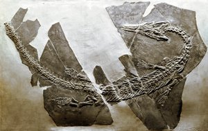 Esihistoria: Besanosta (Italia) peräisin olevan vesimatelijan Askeptosaurus italicus fossiili. Keski-triaskauden aika. Museo Civico di Storia Naturale, Milano tekijältä Prehistoric Prehistoric