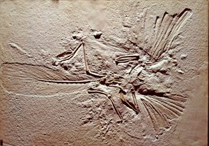Esihistoria: linnun Archeopteryx (archeopteryx) fossiili Lithographica Solnhofenin alueelta (Saksa). Ylivoimainen Jurassic. Museo Civico di Storia Naturale, Milano tekijältä Prehistoric Prehistoric