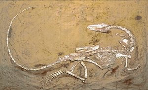 Esihistoria: dinosauruksen Coelophysis fossiili. Ylätriaskauden aika. Museo Civico di Storia Naturale, Milano tekijältä Prehistoric Prehistoric