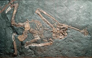 Esihistoria: suuren kädellisen Oreopiteekin (Oreopithecus bambolii) fossiilit Bamboli-vuorelta (Grosseto). Mioseenikausi. Civic Natural History Museum, Milano tekijältä Prehistoric Prehistoric