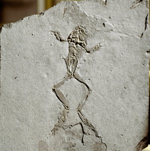 Esihistoria: sammakon fossiili Pueyoi da Tervelin alueelta Espanjasta. Mioseenikausi. Civic Natural History Museum, Milano tekijältä Prehistoric Prehistoric