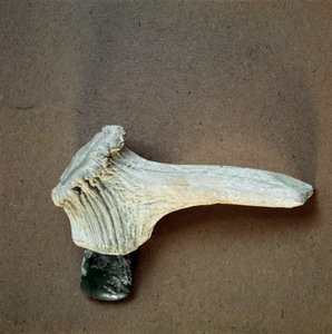 Esihistoria: Vihreä kivikirves hirven sarven kahvalla Polleran luolasta (Finale Ligure), Liguria. Keski-neoliitti, kivikausi. Geenit, museo di archeologia ligure tekijältä Prehistoric Prehistoric