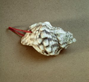 Esihistoria: Triton nodiferin kuori lävistettynä, käytetty pillinä Arene Candiden (Finale Liguria), Ligurian nekropolista. Keski-neoliitti, kivikausi. Geenit, museo di archeologia ligure tekijältä Prehistoric Prehistoric