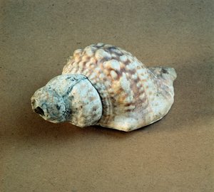 Esihistoria: Triton nodiferin kuori lävistettynä, käytetty pillinä Arene Candiden (Finale Liguria), Ligurian nekropolista. Keski-neoliitti, kivikausi. Geenit, museo di archeologia ligure tekijältä Prehistoric Prehistoric