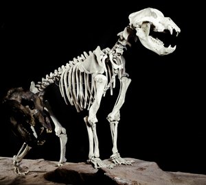 Esihistoria: Luolakarhun (Ursus spelaeus) luuranko Caves del Bandito a Roaschiasta Italiasta. Pleistoseenin aika. Museo Civico di Storia Naturale, Milano tekijältä Prehistoric Prehistoric