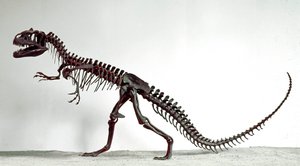 Esihistoria: dinosauruksen Allosaurus fragilis luuranko. Yläjurakauden aika. Civic Natural History Museum, Milano tekijältä Prehistoric Prehistoric