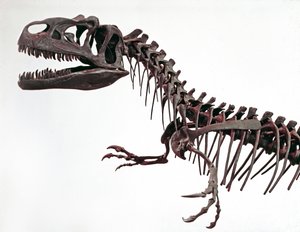 Esihistoria: dinosauruksen Allosaurus fragilis luuranko. Yläjurakauden aika. Civic Natural History Museum, Milano tekijältä Prehistoric Prehistoric