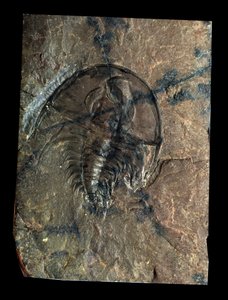 Esihistoria: trilobiitti Olenellus-fossiili (niveljalkainen). Paleozoic, kambrian aika. Etsi Utahista, Yhdysvalloissa tekijältä Prehistoric Prehistoric
