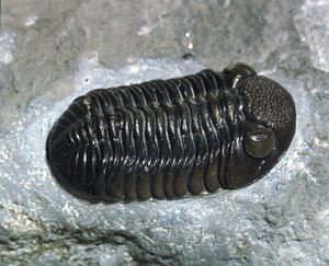 Esihistoria: trilobiitti Phacops Rana -fossiili (niveljalkainen). Paleozoic, devonin aikakausi. Etsi Ohiosta, Yhdysvalloissa tekijältä Prehistoric Prehistoric