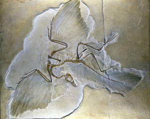Alkukantaisia lintuja kutsuttiin Archaeopteryxiksi. Täydellisiä fossiileja on löydetty Baijerista, Yläjurakauden liuskeista. tekijältä Prehistoric Prehistoric