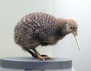 Esimerkki lintutäytteisestä kiivistä (apterygides), joka ei pysty lentämään. Auckland Museum, Uusi-Seelanti tekijältä Prehistoric Prehistoric