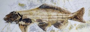 Sampin fossiilinen jalanjälki, alaliitu (objekti) tekijältä Prehistoric Prehistoric