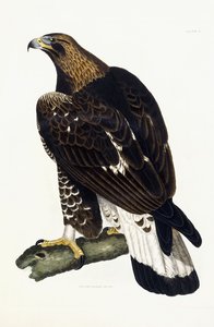 Nuori kultakotka