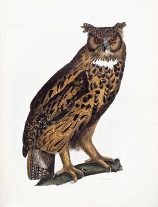 Suuri korvapöllö