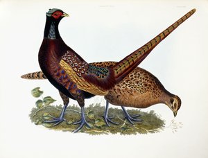 Fasaanit