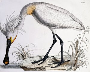 Valkoinen lusikkanokka, 1834