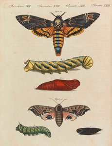 Lasten kuvakirja Friedrich Johann Justin Bertuchin lasten tietosanakirja, 1798-1830.