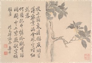 Cassia Tree (albuminlehti; muste ja väri paperille) tekijältä Qing Dynasty Chinese School