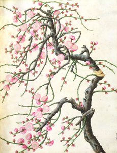 Persikankukka (väri paperilla) tekijältä Qing Dynasty Chinese School