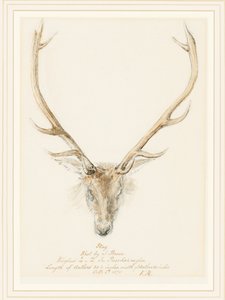 John Brownin kuvaama polttarit, 1874